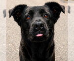 Small Retriever  Mix