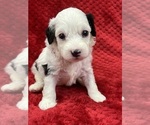 Small #1 Cavapoo