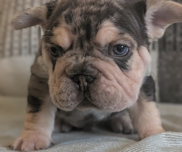 Medium Photo #34 French Bulldog Puppy For Sale in GOSHEN, IN, USA