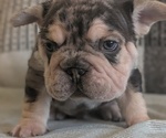 Small Photo #34 French Bulldog Puppy For Sale in GOSHEN, IN, USA