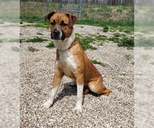 Labrador Retriever Dogs for adoption in Lake City, MI, USA