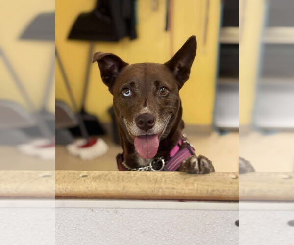 Medium Photo #16 Mutt Puppy For Sale in Candler, NC, USA