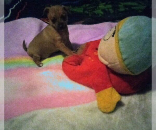 Medium Photo #4 Chiweenie Puppy For Sale in Aurora, IN, USA