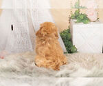 Small Photo #10 Maltipoo Puppy For Sale in WARSAW, IN, USA