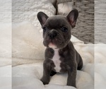 Small Photo #2 French Bulldog Puppy For Sale in HUDSONVILLE, MI, USA
