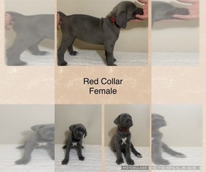 Cane Corso Puppy for sale in SHAWNEE, OK, USA