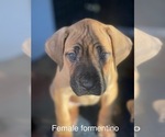 Puppy red Cane Corso