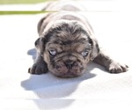 Small #1 Pug