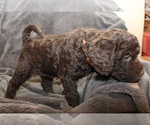 Small Photo #12 Labradoodle Puppy For Sale in JOPLIN, MO, USA