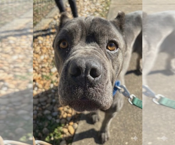 Medium Photo #3 Mutt Puppy For Sale in Rustburg, VA, USA