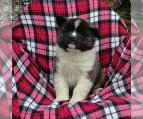 Medium Photo #3 Akita Puppy For Sale in STEVENS, PA, USA