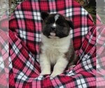 Small Photo #3 Akita Puppy For Sale in STEVENS, PA, USA