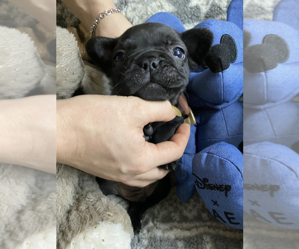Medium Photo #4 French Bulldog Puppy For Sale in CROWNSVILLE, MD, USA