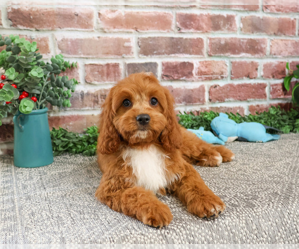Medium Photo #2 Cavapoo (Miniature) Puppy For Sale in SYRACUSE, IN, USA