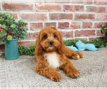 Small #1 Cavapoo (Miniature)
