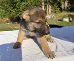Small #1 German Shepherd Dog
