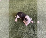 Small Photo #2 American Bulldog Puppy For Sale in The Dalles, OR, USA