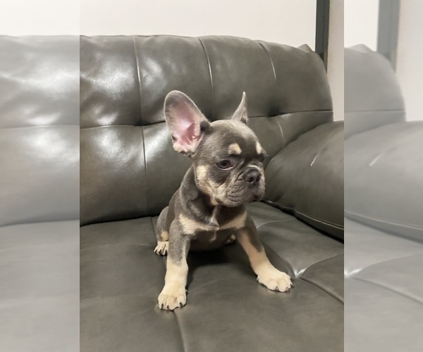 Medium Photo #4 French Bulldog Puppy For Sale in ERIAL, NJ, USA