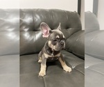 Small #3 French Bulldog