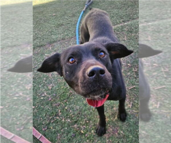 Medium Photo #2 Border Collie-Unknown Mix Puppy For Sale in Lakewood, CO, USA