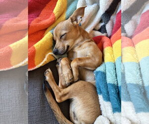 Pumpkin - Female Cheagle Dog for Adoption - Photo #2