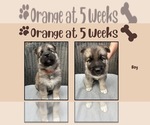 Puppy Orange German Shepherd Dog-Siberian Husky Mix
