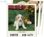 Puppy Harper Cavapoo