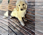 Small Photo #27 Goldendoodle Puppy For Sale in PENSACOLA, FL, USA
