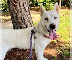 Siberian Husky Dogs for adoption in Sacramento, CA, USA