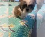 Small Photo #16 Shih Tzu Puppy For Sale in FORT WORTH, TX, USA