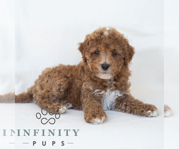 Medium Photo #5 Poochon Puppy For Sale in DORNSIFE, PA, USA