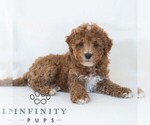 Small #4 Poochon