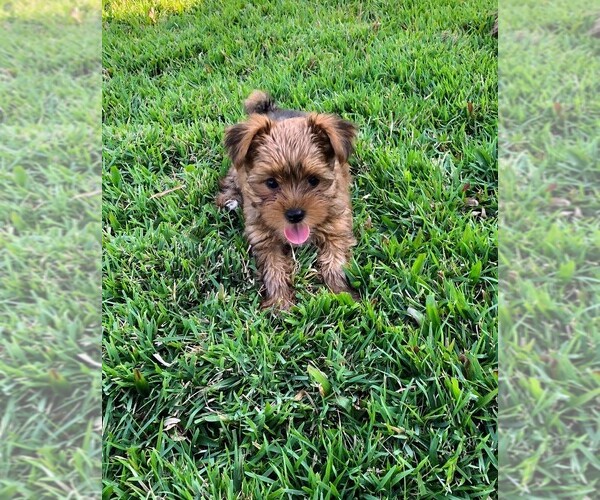 Medium Photo #1 Yorkshire Terrier Puppy For Sale in SAINT CLOUD, FL, USA