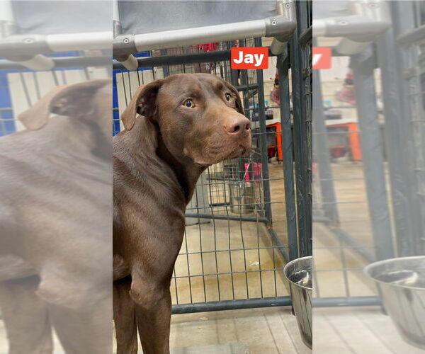 Medium Photo #5 Labrador Retriever-Unknown Mix Puppy For Sale in Foristell, MO, USA