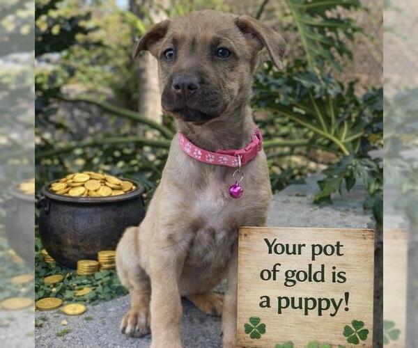 Medium Photo #7 Labrador Retriever-Unknown Mix Puppy For Sale in San Diego, CA, USA