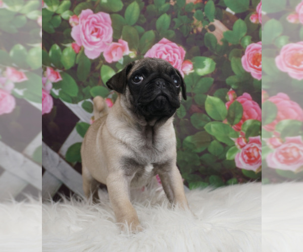 Medium Photo #1 Pug Puppy For Sale in WARSAW, IN, USA
