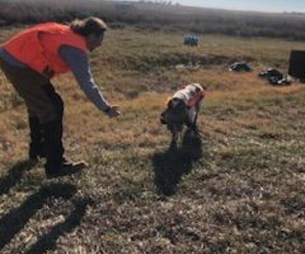 Medium Photo #5 Brittany Puppy For Sale in WESTON, WI, USA