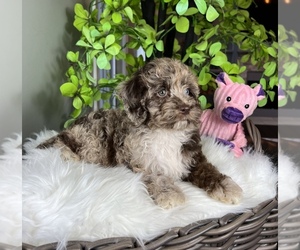 Cock-A-Poo Puppy for sale in FRANKLIN, IN, USA