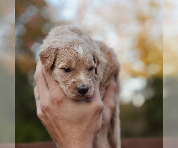 Medium Photo #4 Goldendoodle (Miniature) Puppy For Sale in DALLAS, OR, USA