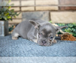Small Photo #4 French Bulldog Puppy For Sale in SUGARCREEK, OH, USA
