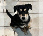 Small Photo #2 Siberian Husky-Unknown Mix Puppy For Sale in Germantown, OH, USA
