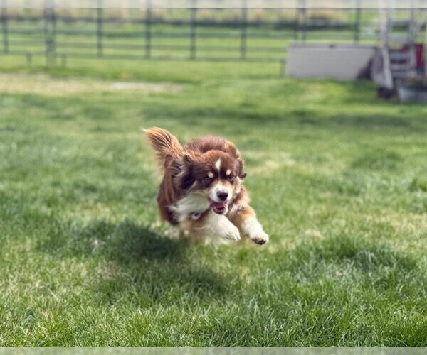Medium Photo #2 Australian Shepherd Puppy For Sale in MIDWAY, UT, USA