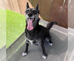 Chess - Female Mutt Dog for Adoption - Photo #4