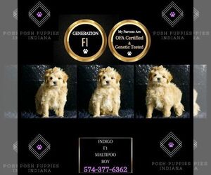 Maltipoo Puppy for sale in WARSAW, IN, USA
