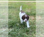 Small #7 English Springer Spaniel