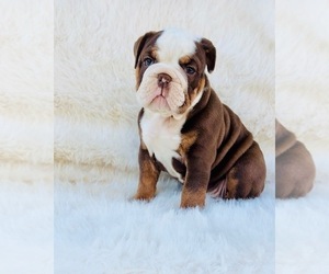 English Bulldog Puppy for sale in INDIANAPOLIS, IN, USA