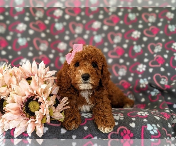 Medium Photo #6 Cavapoo Puppy For Sale in NEW PROVIDENCE, PA, USA