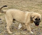 Small Photo #28 Anatolian Shepherd Puppy For Sale in ROBSTOWN, TX, USA