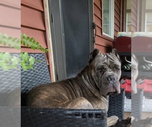 Mother of the Cane Corso puppies born on 06/11/2026