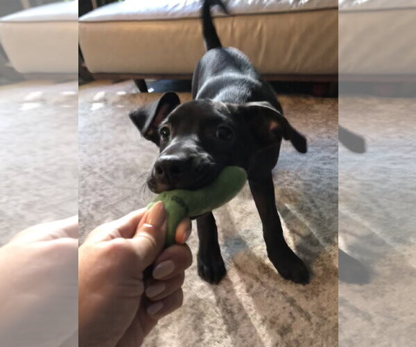 Medium Photo #24 Labrador Retriever Puppy For Sale in Holly Springs, NC, USA